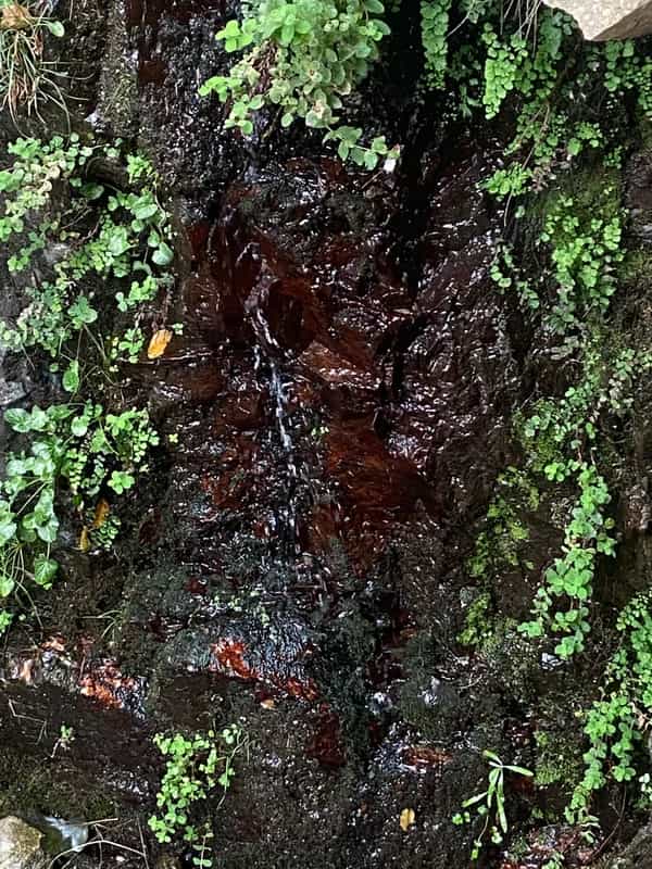 Fugitive Tone invites Omi