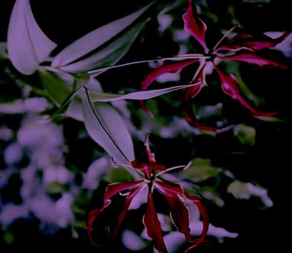 Fractal Listening
